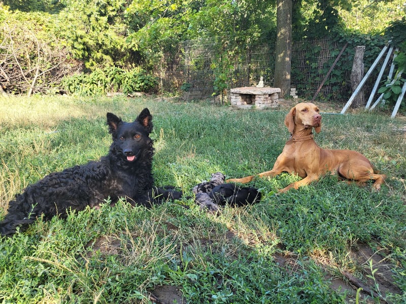 Muzsla Welpen ( Magyar Vizsla x Mudi )