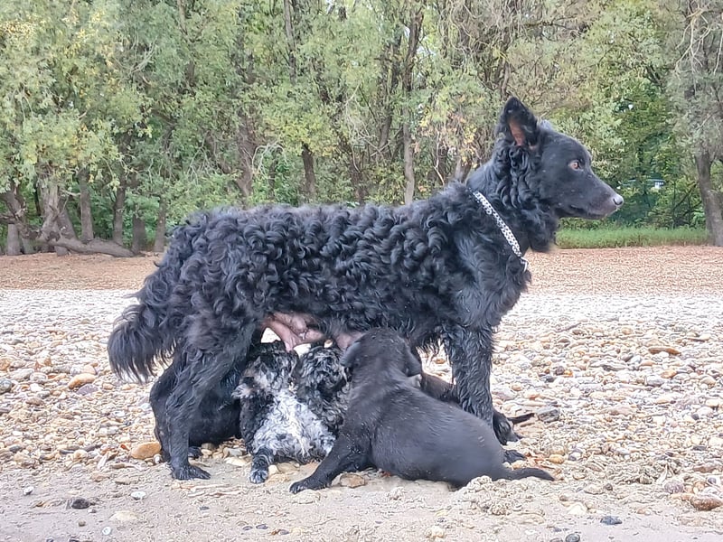 Muzsla Welpen ( Magyar Vizsla x Mudi )