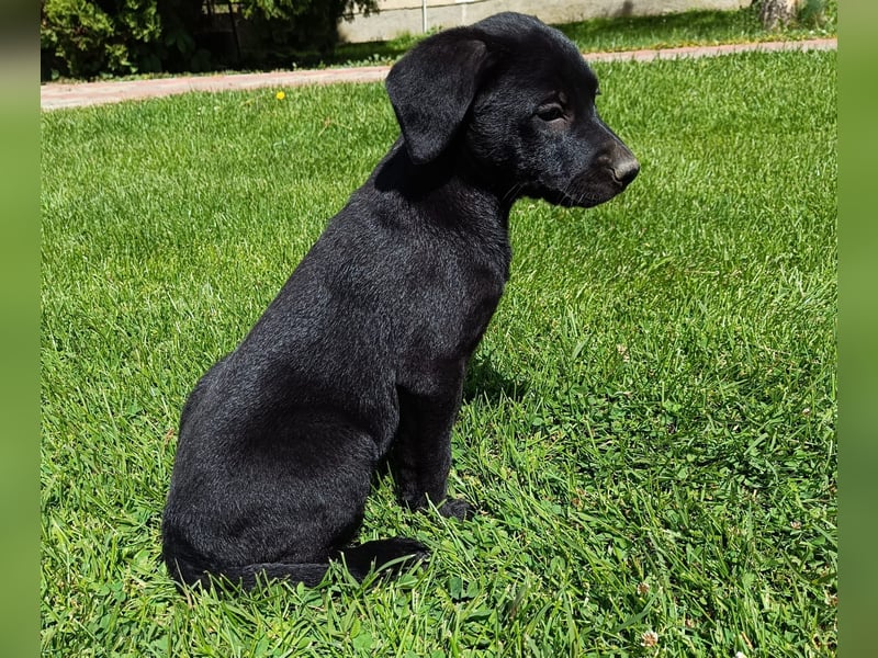 Muzsla Welpen ( Magyar Vizsla x Mudi )