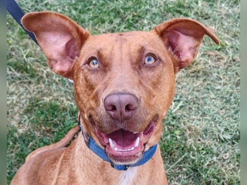 Viszla-Mix ♥Mashka♥ rundum tolle Hündin Viszla-Mix ♥Mashka♥ rundum tolle Hündin