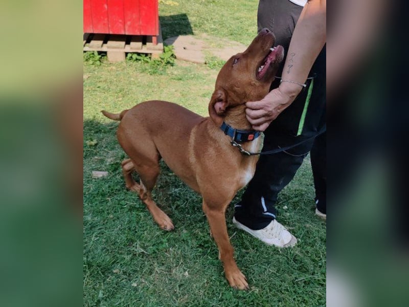 Viszla-Mix ♥Mashka♥ rundum tolle Hündin Viszla-Mix ♥Mashka♥ rundum tolle Hündin