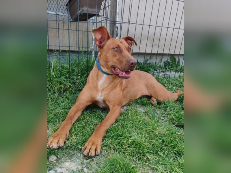 Viszla-Mix ♥Mashka♥ rundum tolle Hündin Viszla-Mix ♥Mashka♥ rundum tolle Hündin