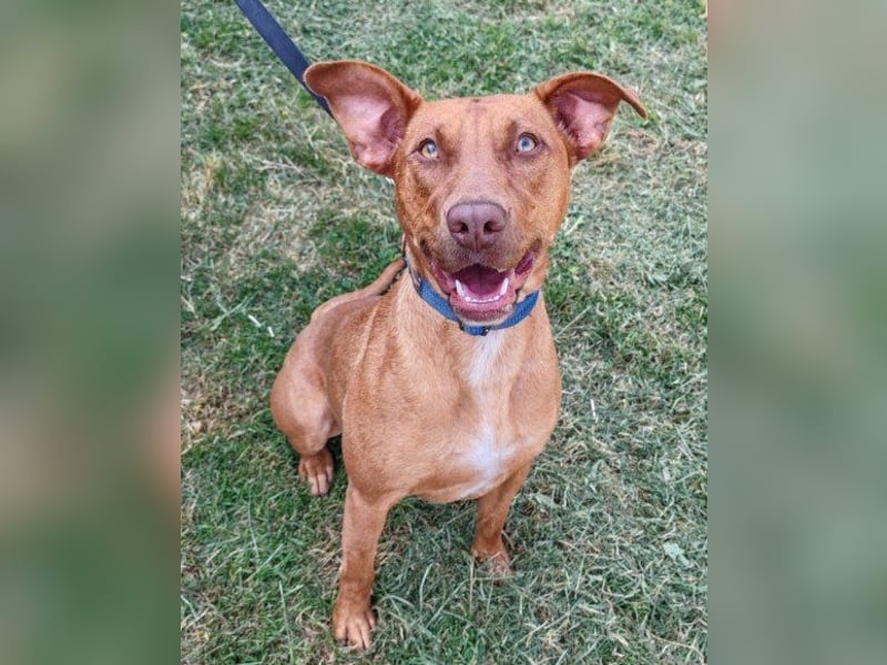 Viszla-Mix ♥Mashka♥ rundum tolle Hündin Viszla-Mix ♥Mashka♥ rundum tolle Hündin