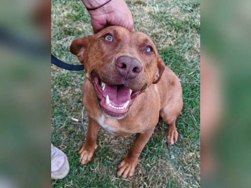 Viszla-Mix ♥Mashka♥ rundum tolle Hündin Viszla-Mix ♥Mashka♥ rundum tolle Hündin