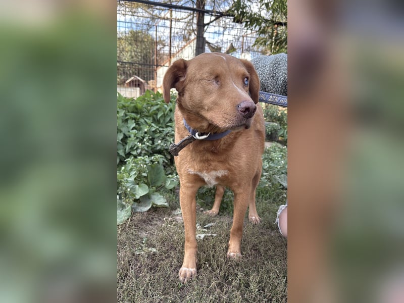 Jack - toller Kerl mit großem Herz