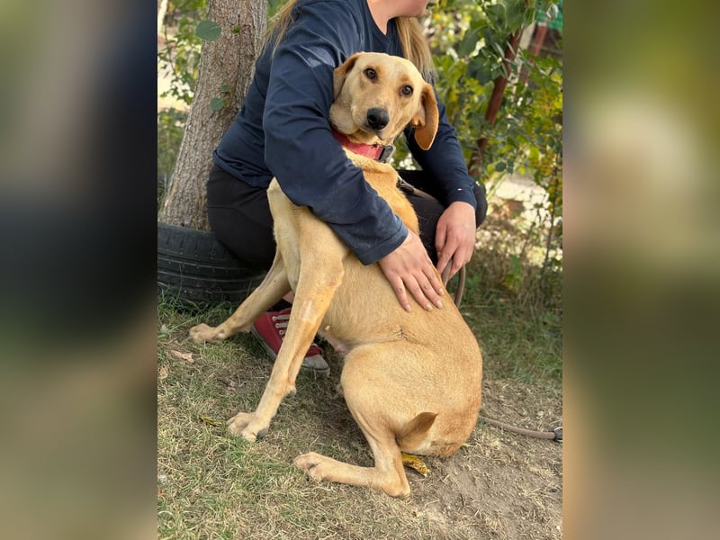 Altea - sensible, feine Hundedame