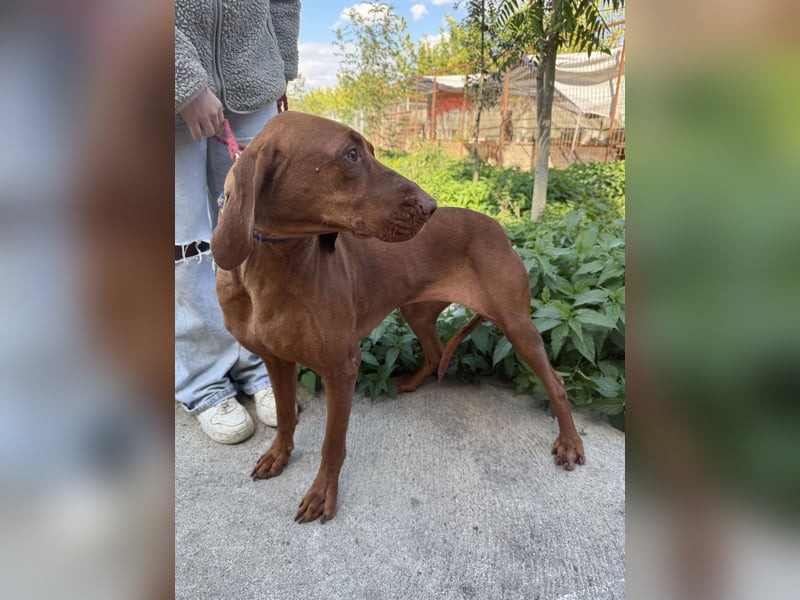 sensible Kokó sucht ein warmes Plätzchen