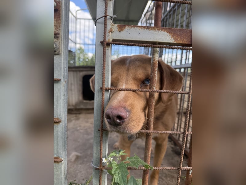 Jack - toller Kerl mit großem Herz