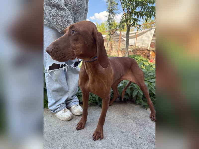 sensible Kokó sucht ein warmes Plätzchen