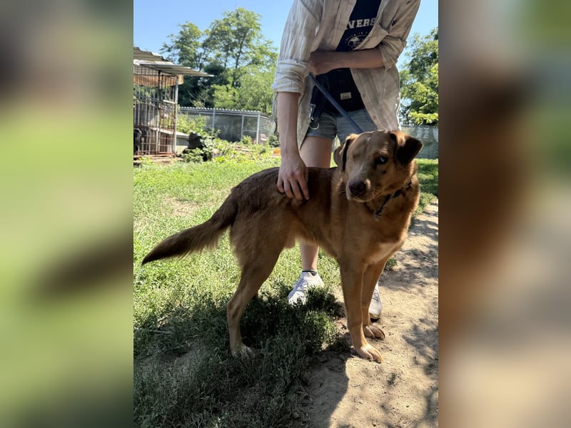 Jack - toller Kerl mit großem Herz