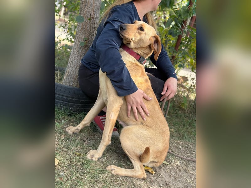 Altea - sensible, feine Hundedame