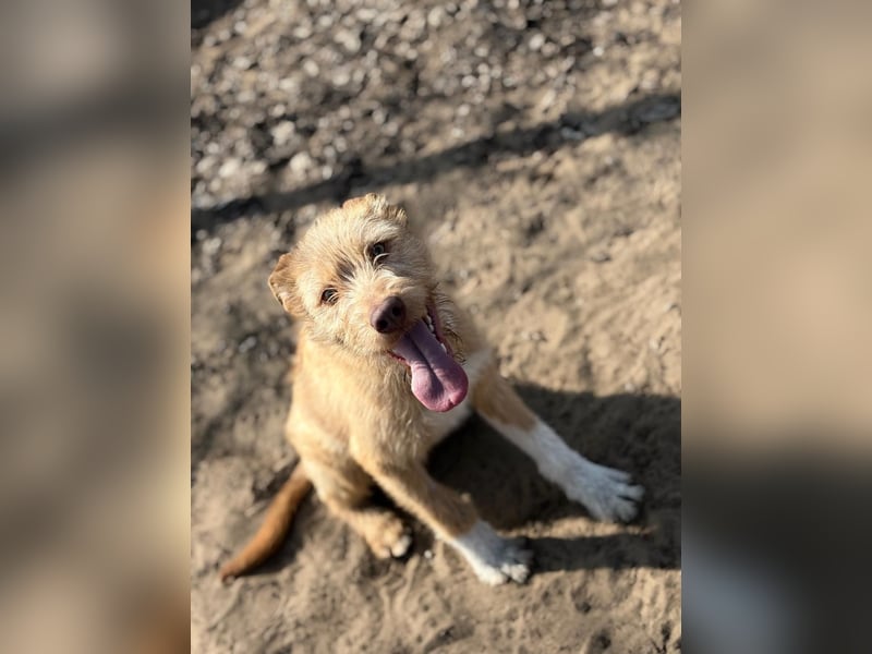 Arif sucht genau dich!