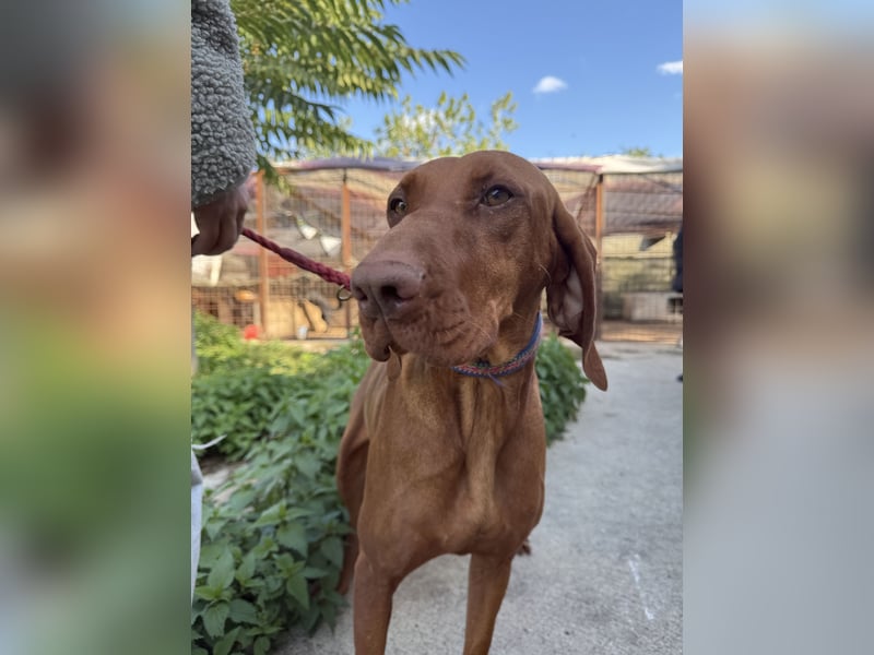 sensible Kokó sucht ein warmes Plätzchen