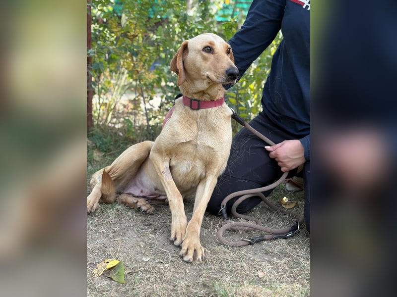 Altea - sensible, feine Hundedame