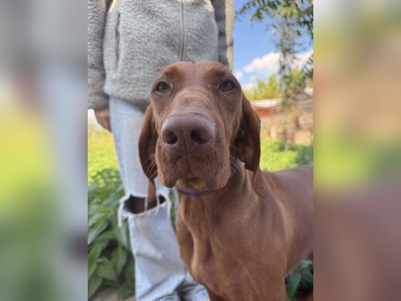 sensible Kokó sucht ein warmes Plätzchen