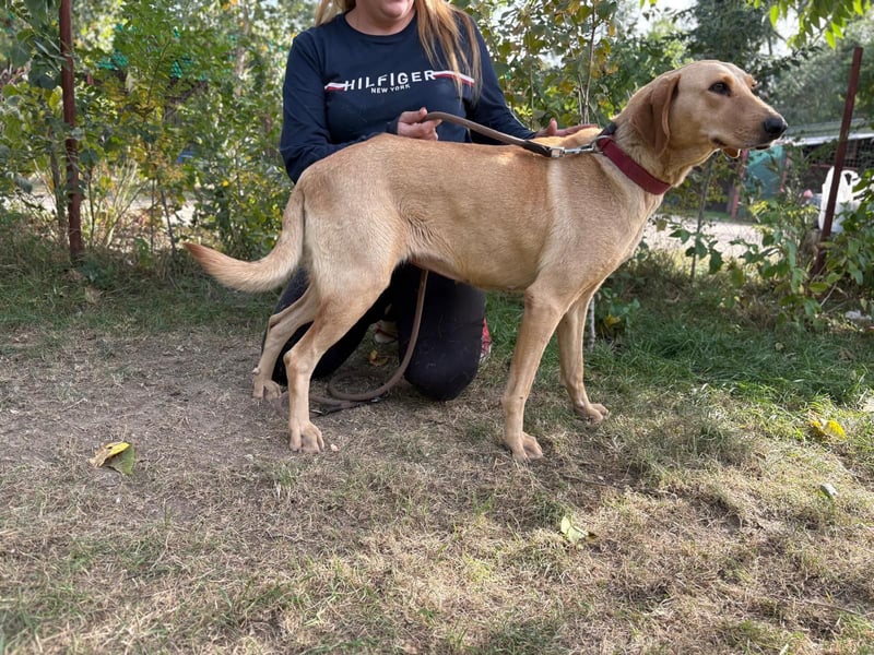 Altea - sensible, feine Hundedame