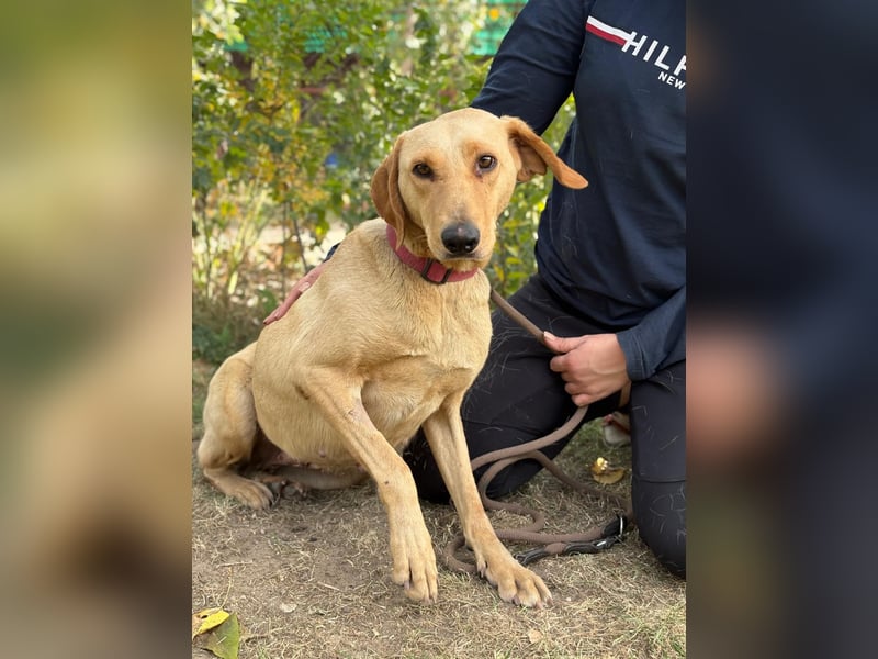 Altea - sensible, feine Hundedame
