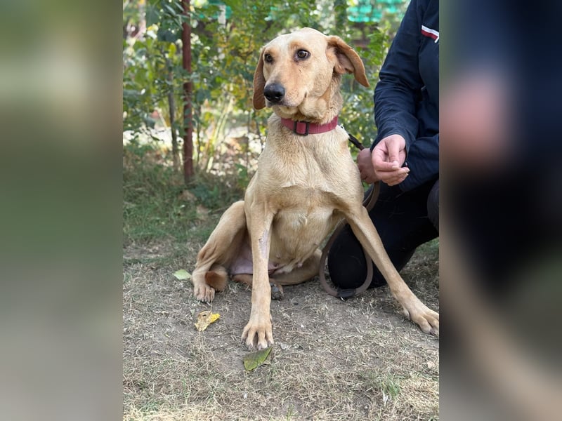 Altea - sensible, feine Hundedame