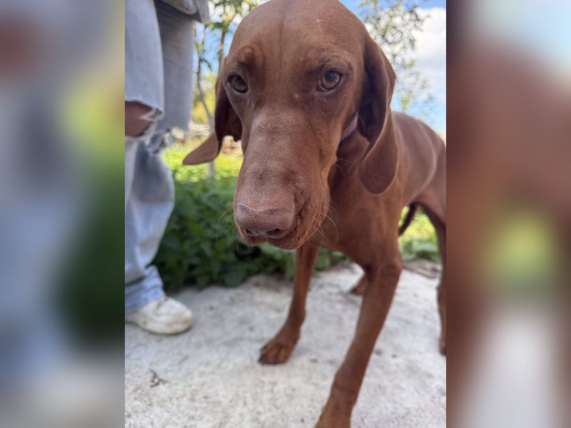 sensible Kokó sucht ein warmes Plätzchen