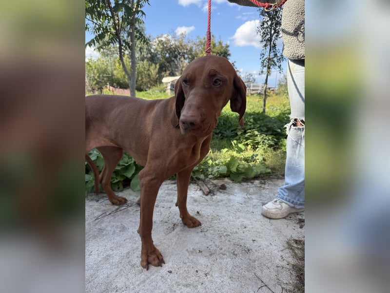 sensible Kokó sucht ein warmes Plätzchen