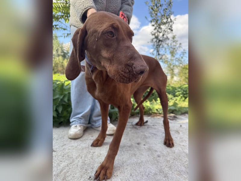 sensible Kokó sucht ein warmes Plätzchen