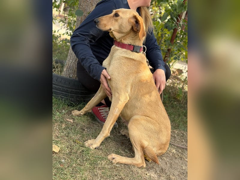 Altea - sensible, feine Hundedame