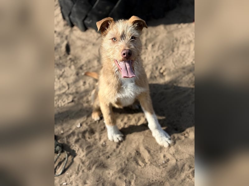 Arif sucht genau dich!