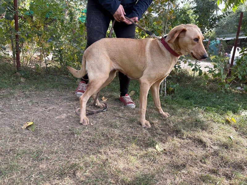 Altea - sensible, feine Hundedame