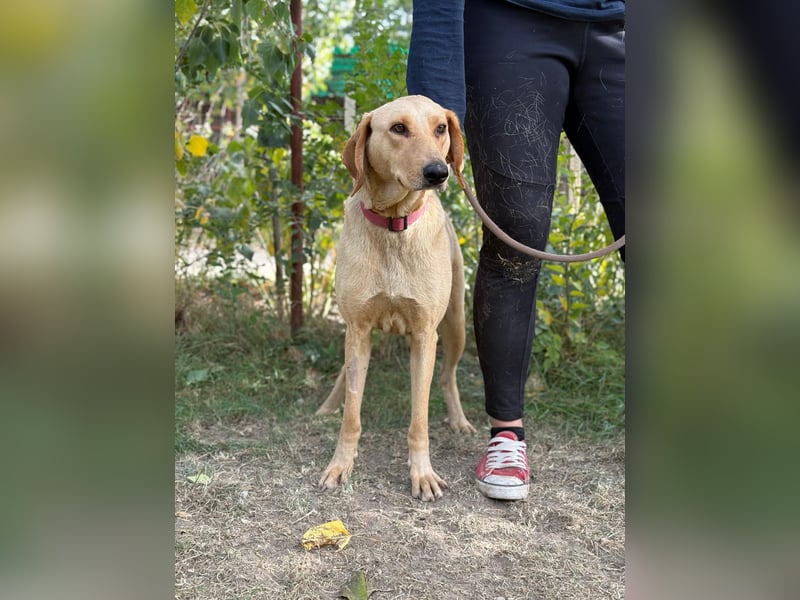 Altea - sensible, feine Hundedame