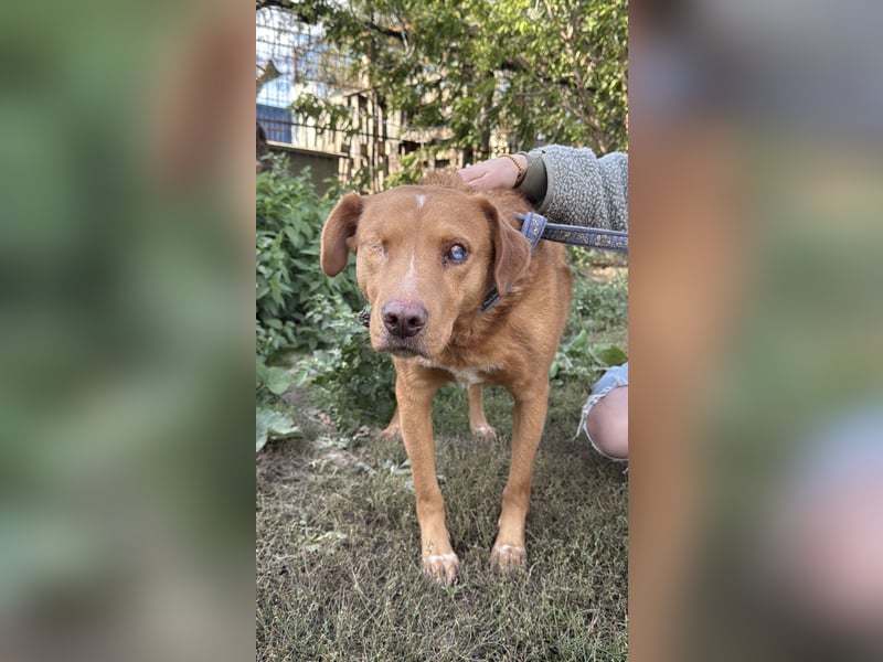 Jack - toller Kerl mit großem Herz