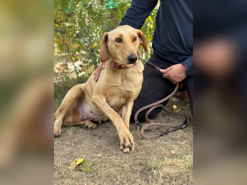 Altea - sensible, feine Hundedame