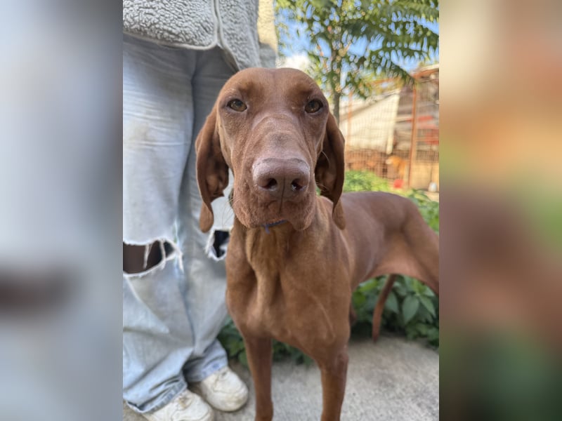 sensible Kokó sucht ein warmes Plätzchen