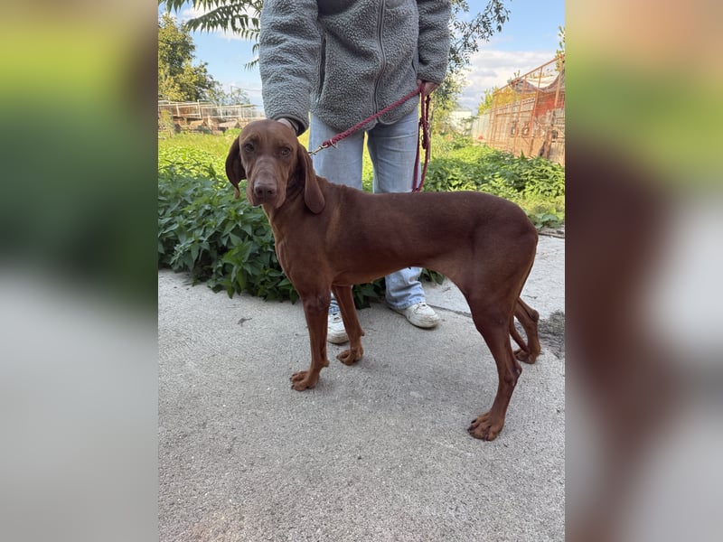 sensible Kokó sucht ein warmes Plätzchen