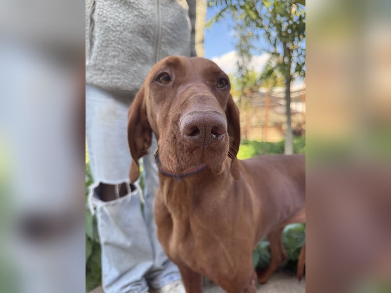 sensible Kokó sucht ein warmes Plätzchen