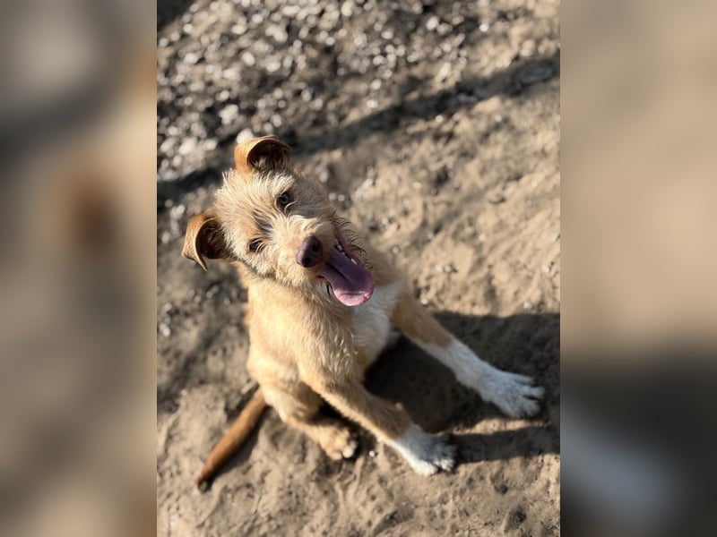 Arif sucht genau dich!