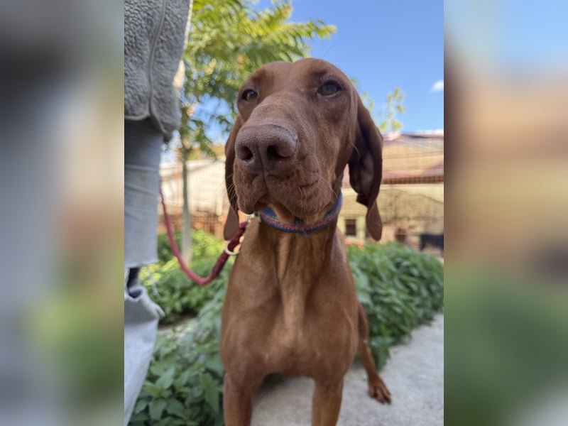 sensible Kokó sucht ein warmes Plätzchen