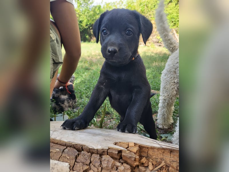 Nigra Angelo Welpen ( Magyar Vizsla x Mudi )