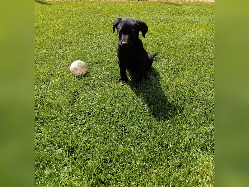 Nigra Angelo Welpen ( Magyar Vizsla x Mudi )
