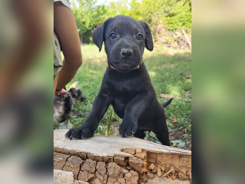 Nigra Angelo Welpen ( Magyar Vizsla x Mudi )