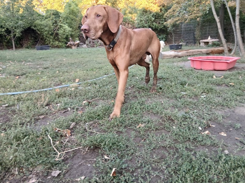 Magyar Vizsla FCI