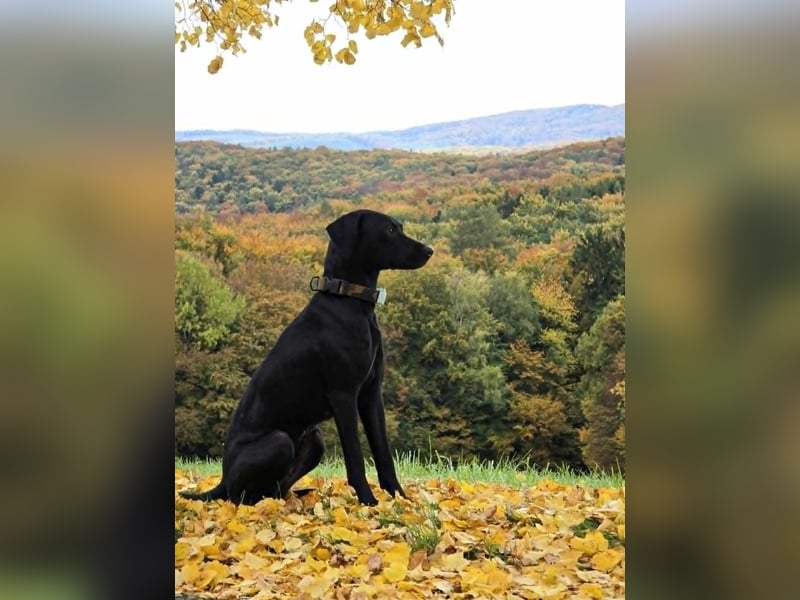 Nigra Angelo Welpen ( Magyar Vizsla x Mudi )