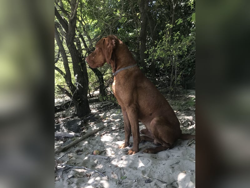 Nigra Angelo Welpen ( Magyar Vizsla x Mudi )