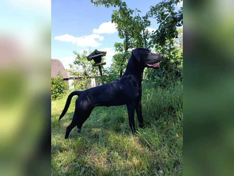 Nigra Angelo Welpen ( Magyar Vizsla x Mudi )