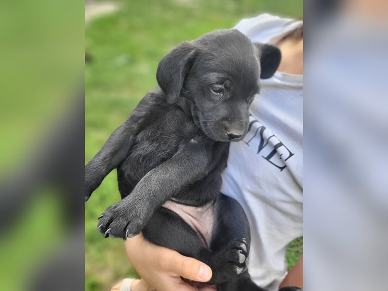 Nigra Angelo Welpen ( Magyar Vizsla x Mudi )