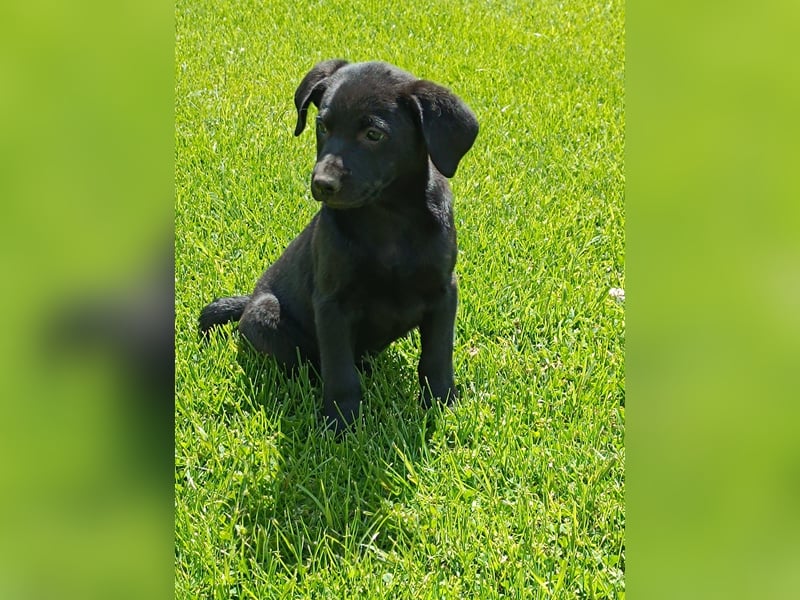 Nigra Angelo Welpen ( Magyar Vizsla x Mudi )