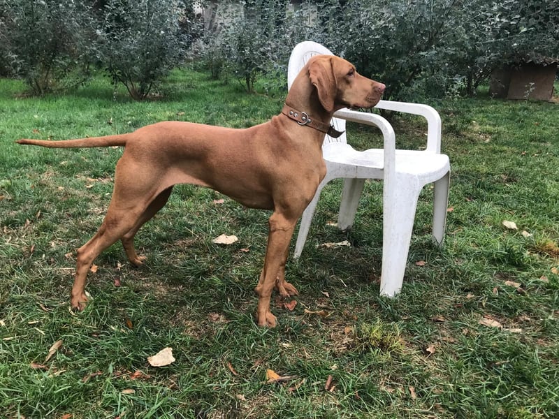 Magyar Vizsla FCI