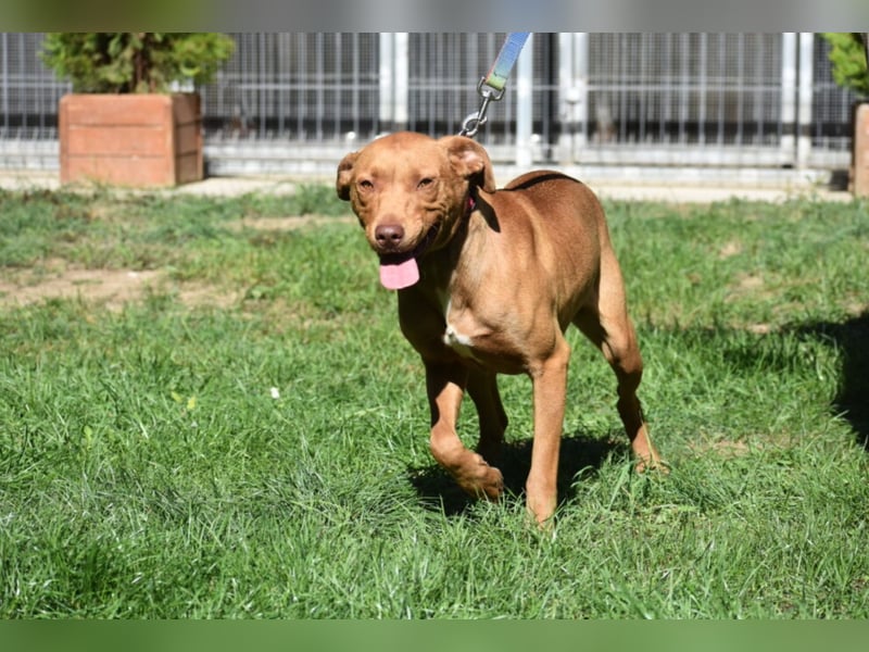 „Pedro“, lieber Vizsla Rüde, ca. 09.2024 geboren, gut verträglich