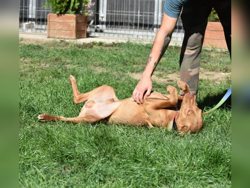 „Pedro“, lieber Vizsla Rüde, ca. 09.2024 geboren, gut verträglich