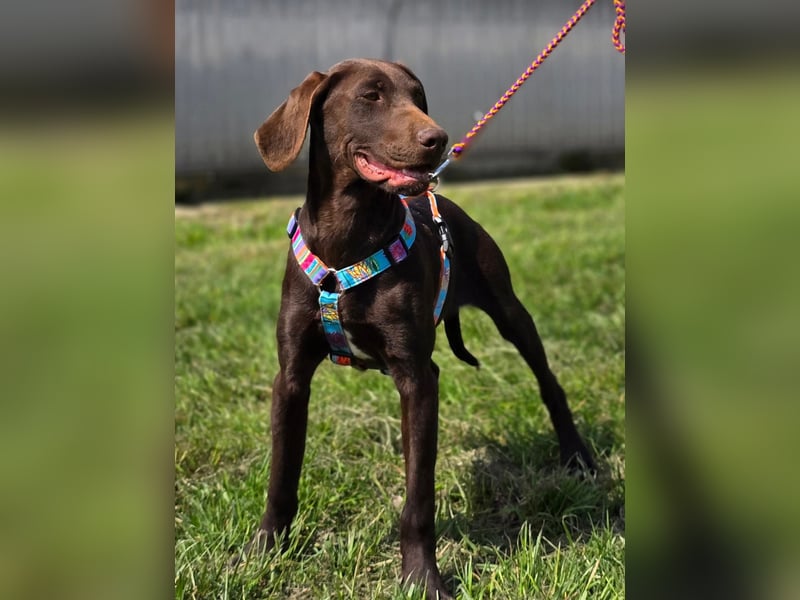 Ben - junger Vizsla-Mischling sucht aktives Zuhause