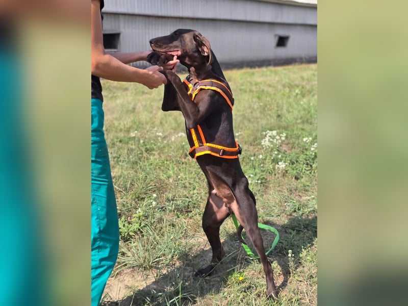 Ben - junger Vizsla-Mischling sucht aktives Zuhause